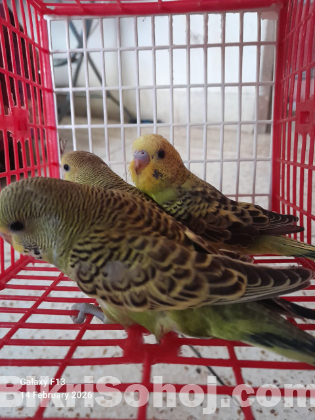 budgie/বাজিগার/বাজ্রিগার/বাজিগর per piece